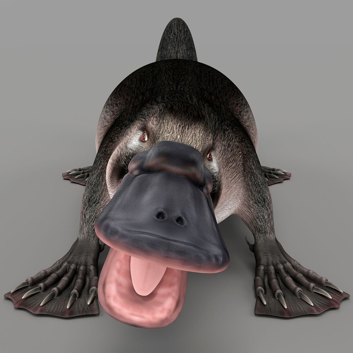 Gangsters of the Biosphere. Issue #1 - Platypus - My, Humor, Animals, Biology, Platypuses, Facts, Longpost