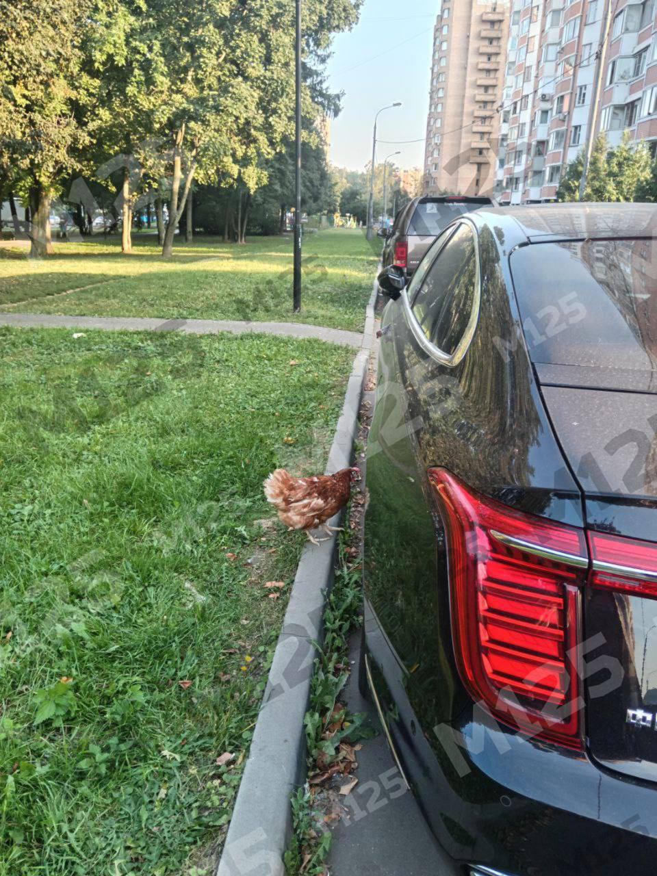 Курица заклевала китайский седан в Москве - Моё, Москва, Московская область, Машина, Автомобилисты, Москвич, Авто, Нападение, Опасность, Юмор, Забавное, Дорога, Курица, Домашние животные, Лайк, Смех (реакция), Длиннопост