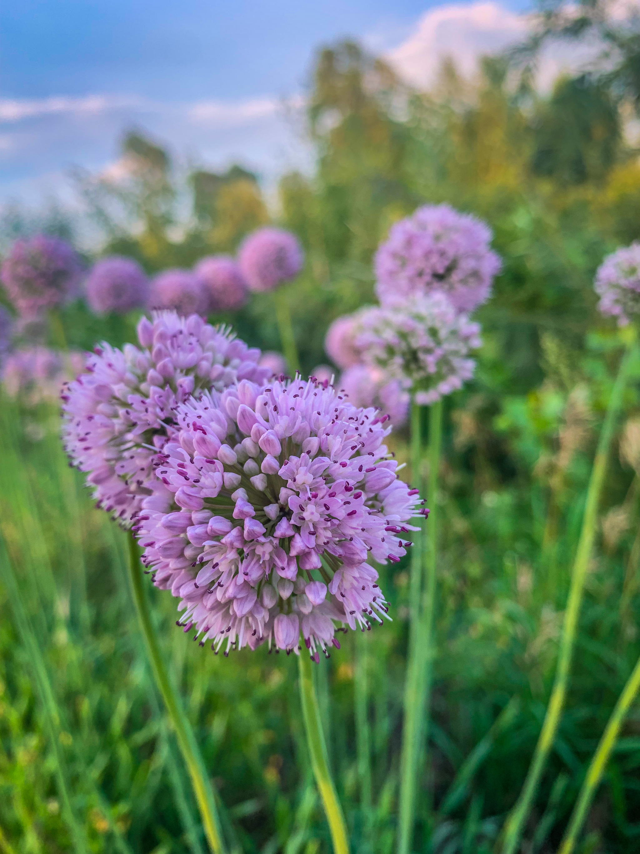 Цветочный лук | Пикабу
