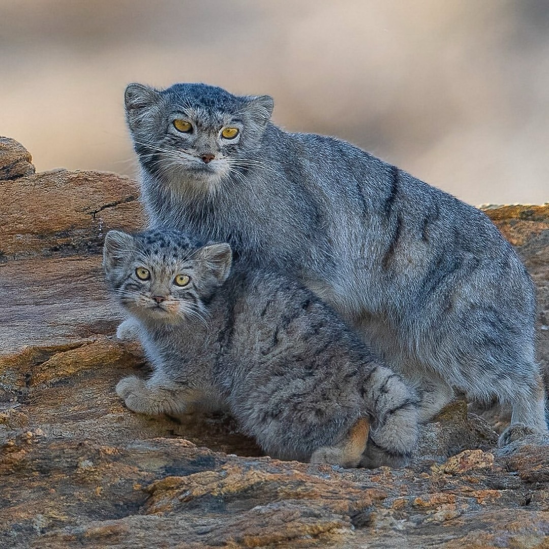 Family photo - Young, Pallas' cat, Small cats, Cat family, Predatory animals, Wild animals, wildlife, Ladakh, India, The photo