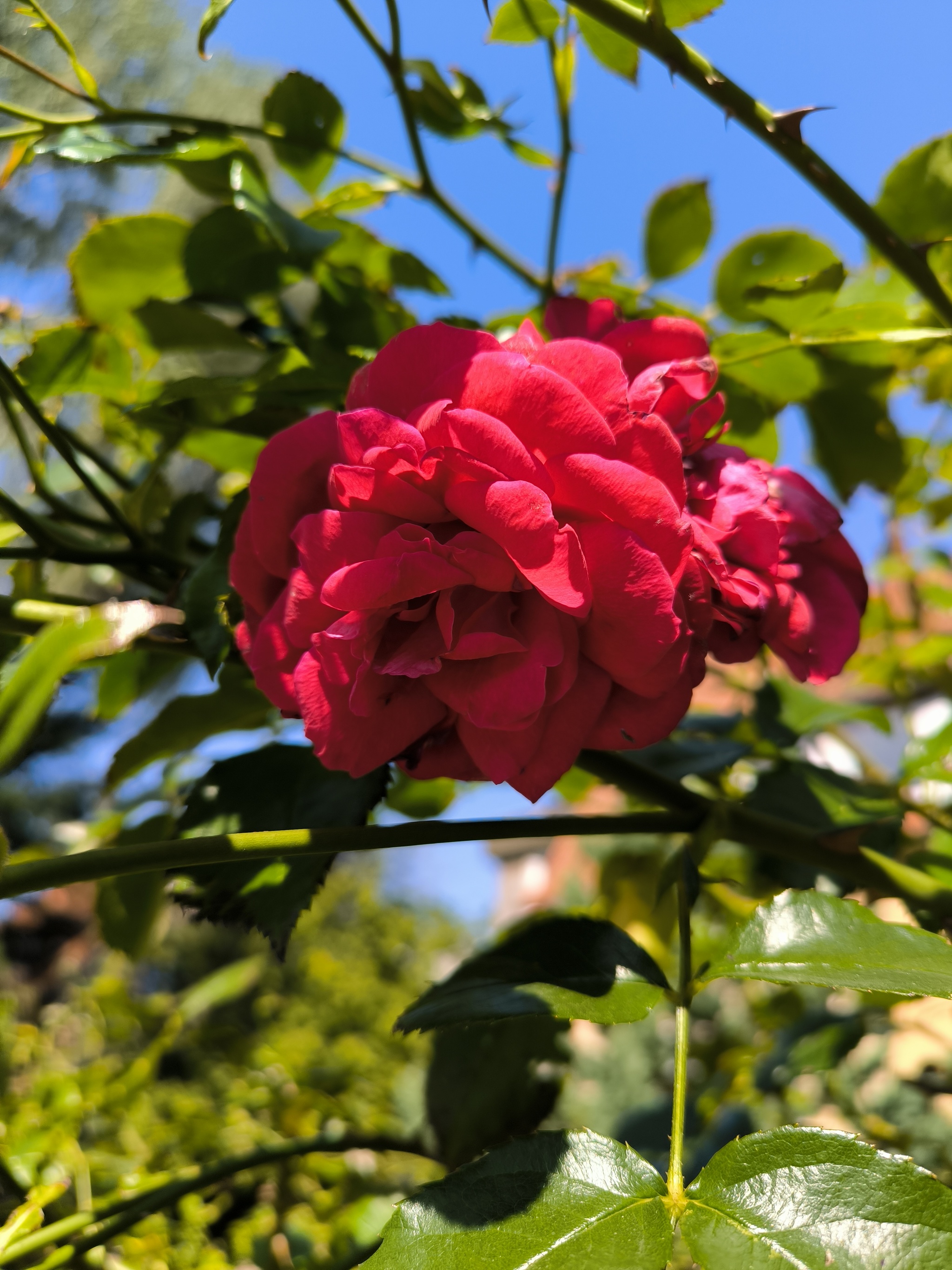 Beauty at the end of summer - My, Kaliningrad, Autumn, City walk, Street photography, Kaliningrad region, the Rose, Flowers, Bloom, Photo on sneaker, Mobile photography, Longpost