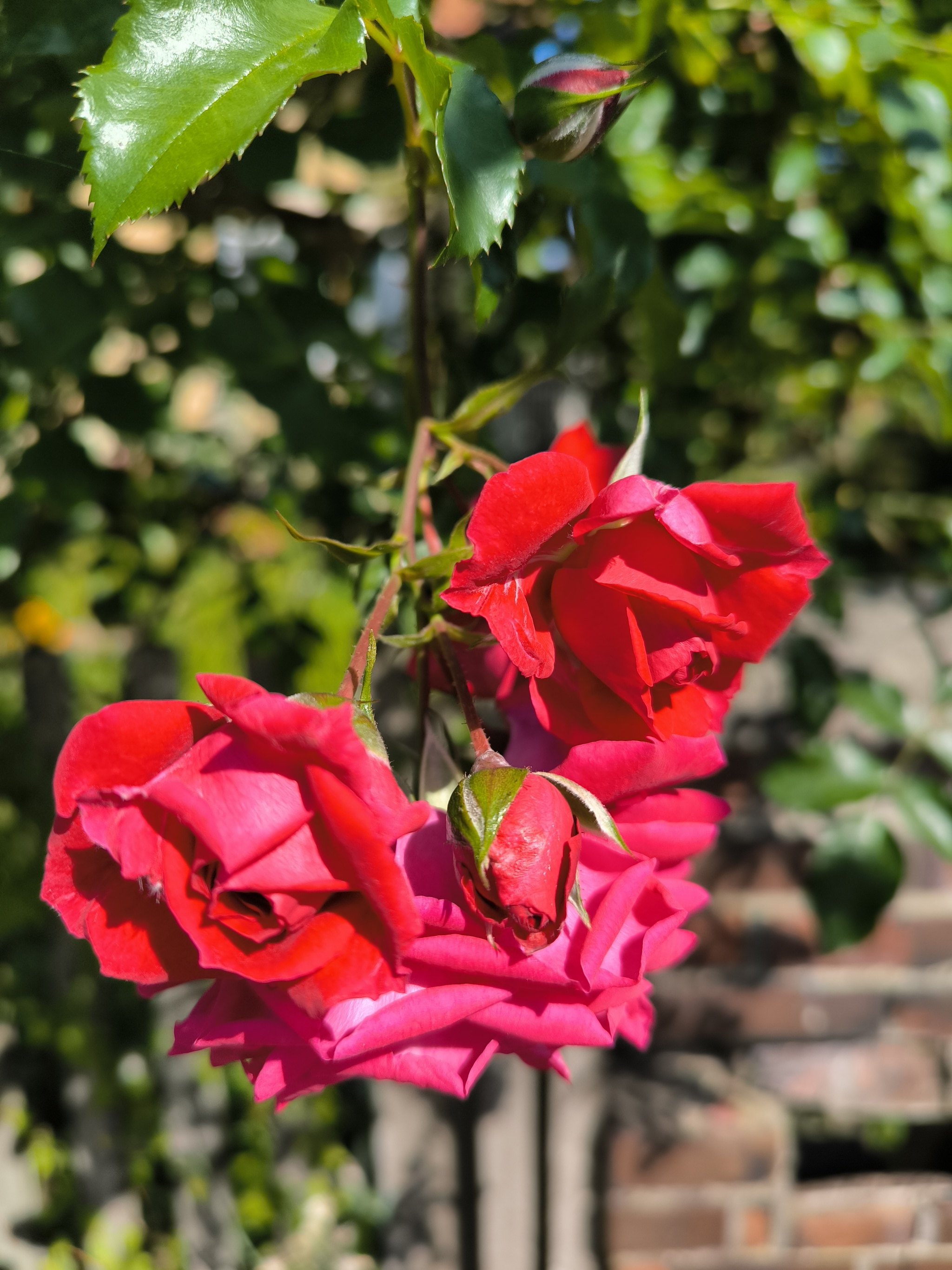 Beauty at the end of summer - My, Kaliningrad, Autumn, City walk, Street photography, Kaliningrad region, the Rose, Flowers, Bloom, Photo on sneaker, Mobile photography, Longpost