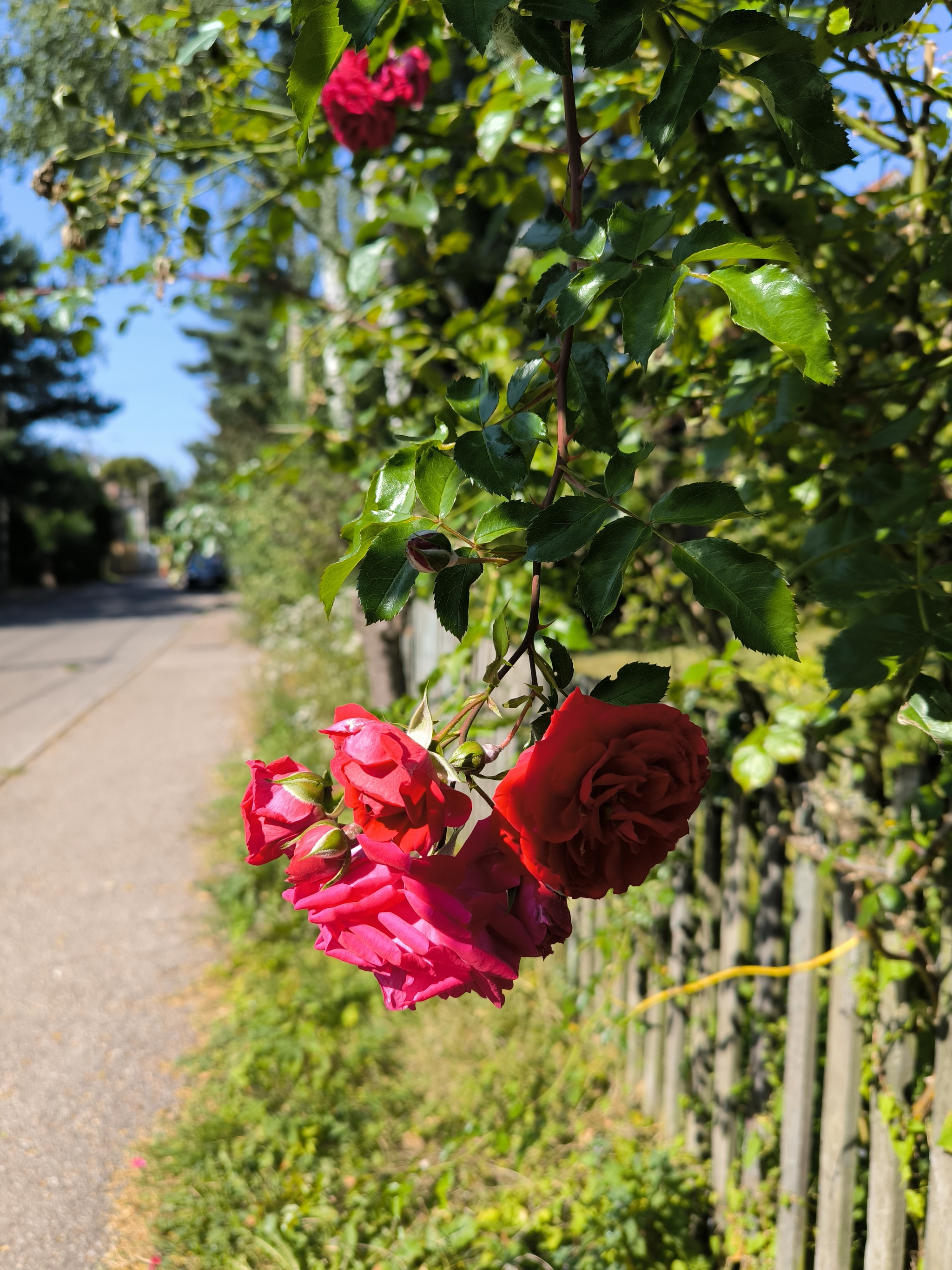 Beauty at the end of summer - My, Kaliningrad, Autumn, City walk, Street photography, Kaliningrad region, the Rose, Flowers, Bloom, Photo on sneaker, Mobile photography, Longpost