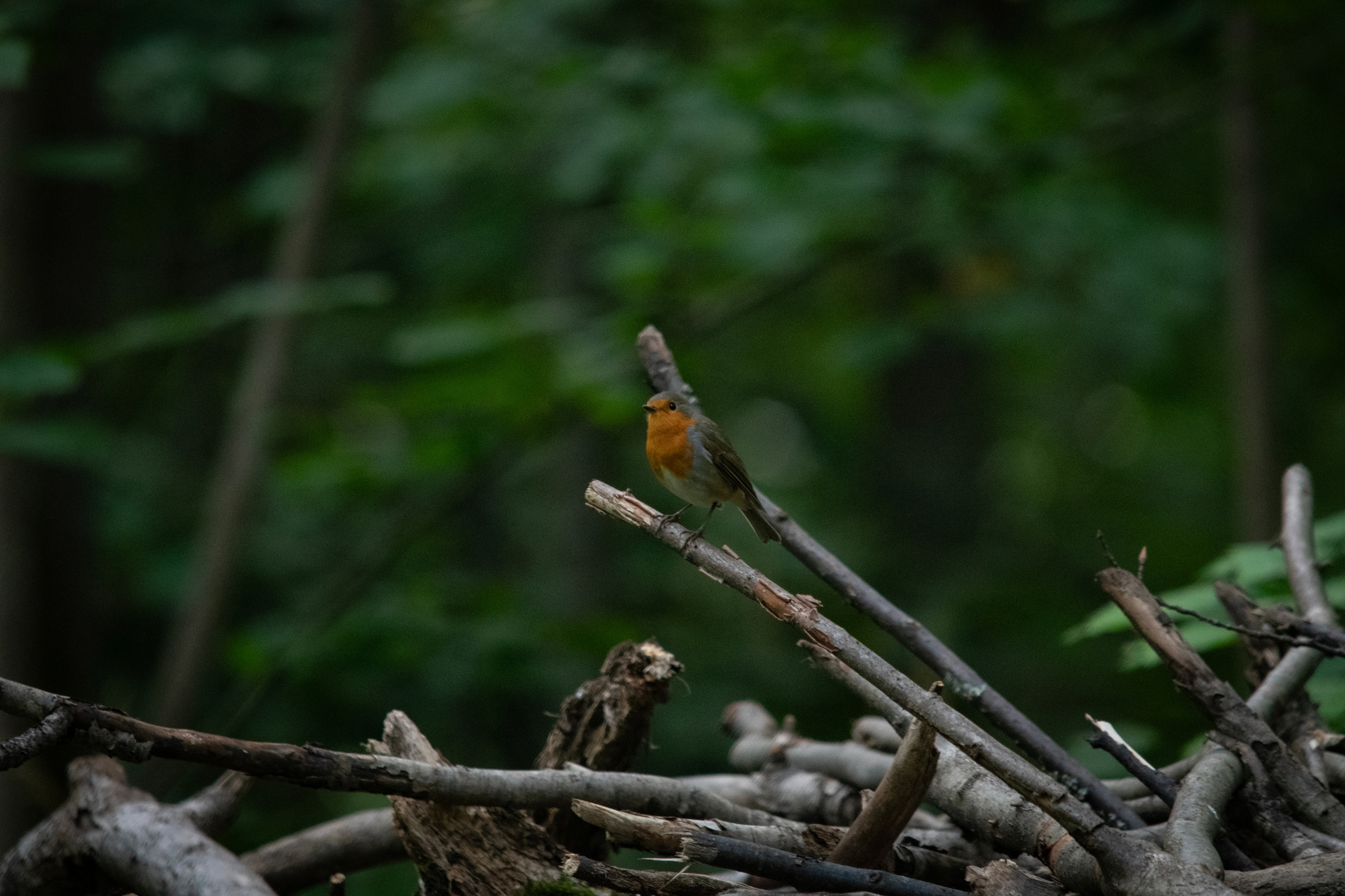 Robin - My, The photo, Nikon, The nature of Russia, Birds, Photo hunting, Forest, Ornithology League, Bird watching, In the animal world, Ornithology