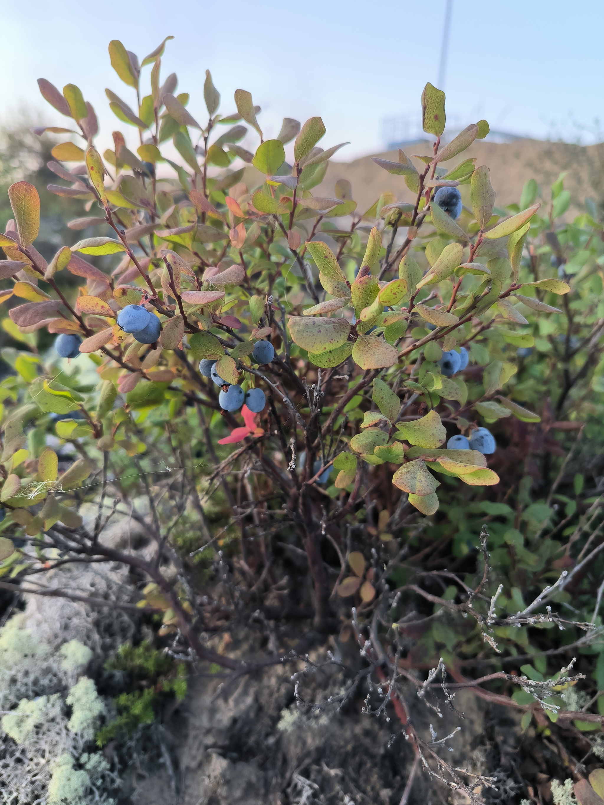 Pros of Working in the North - My, Yamal, Berries, Work, Longpost, Cloudberry, Blueberry