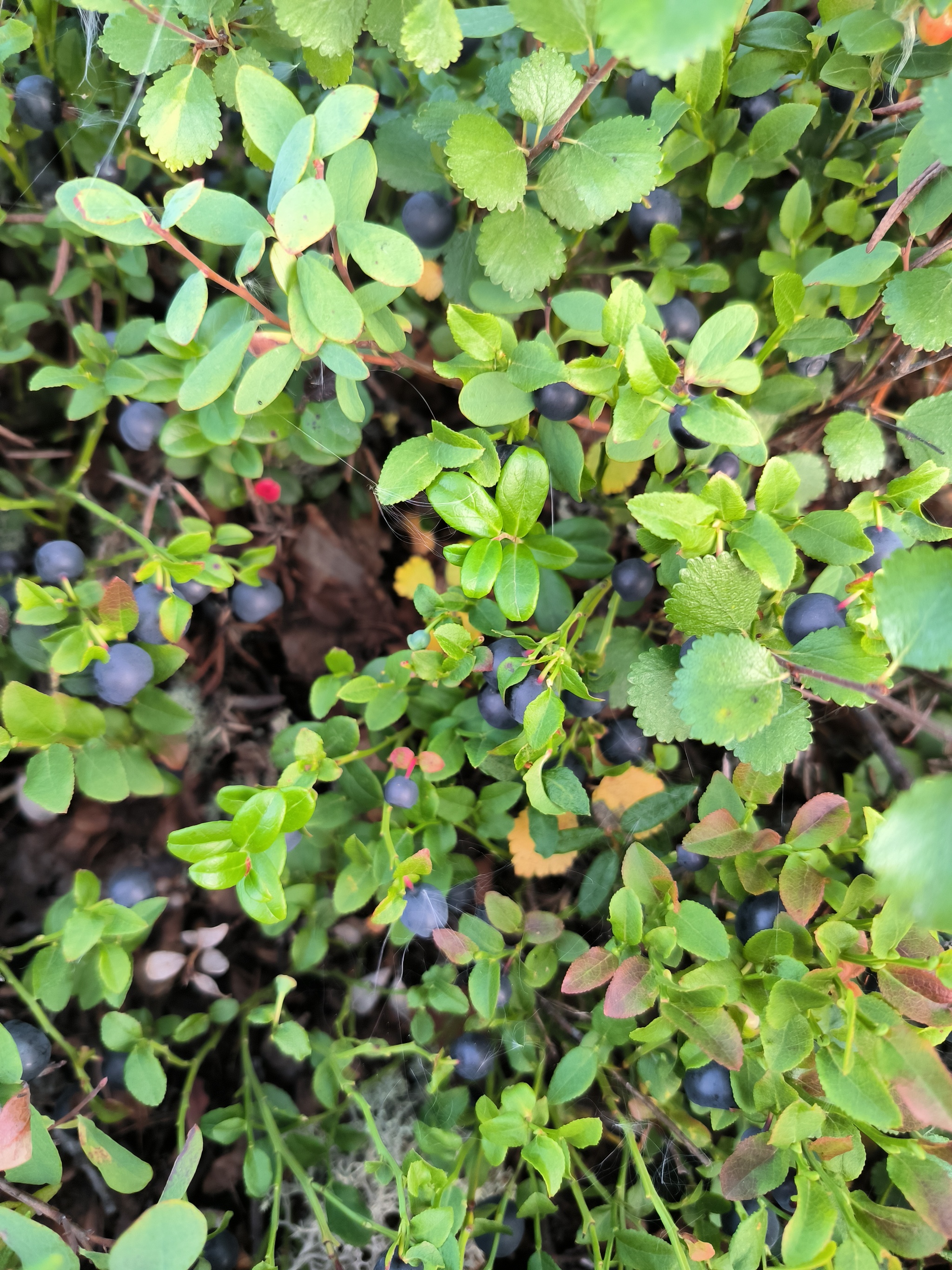 Pros of Working in the North - My, Yamal, Berries, Work, Longpost, Cloudberry, Blueberry