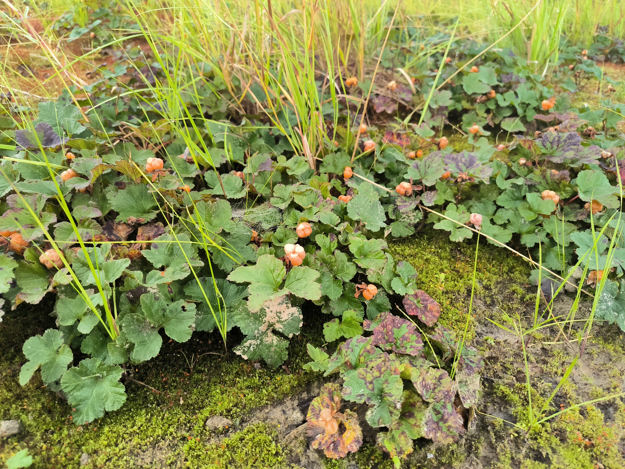 Pros of Working in the North - My, Yamal, Berries, Work, Longpost, Cloudberry, Blueberry