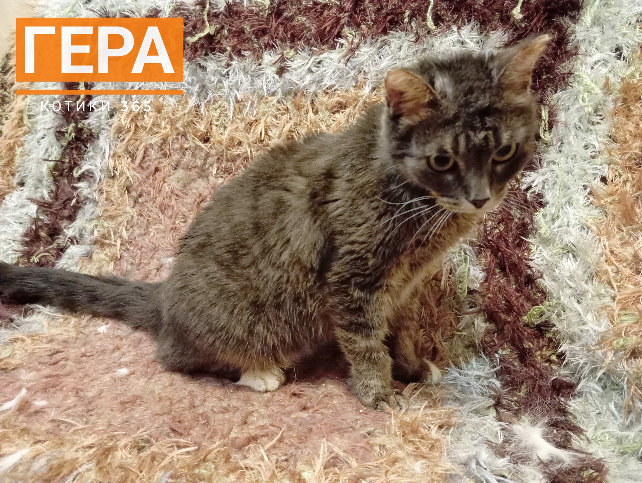 Hera 08/29/2024 - cat, Cat lovers, Shelter, Pet the cat, Homeless animals, Fluffy, Longpost