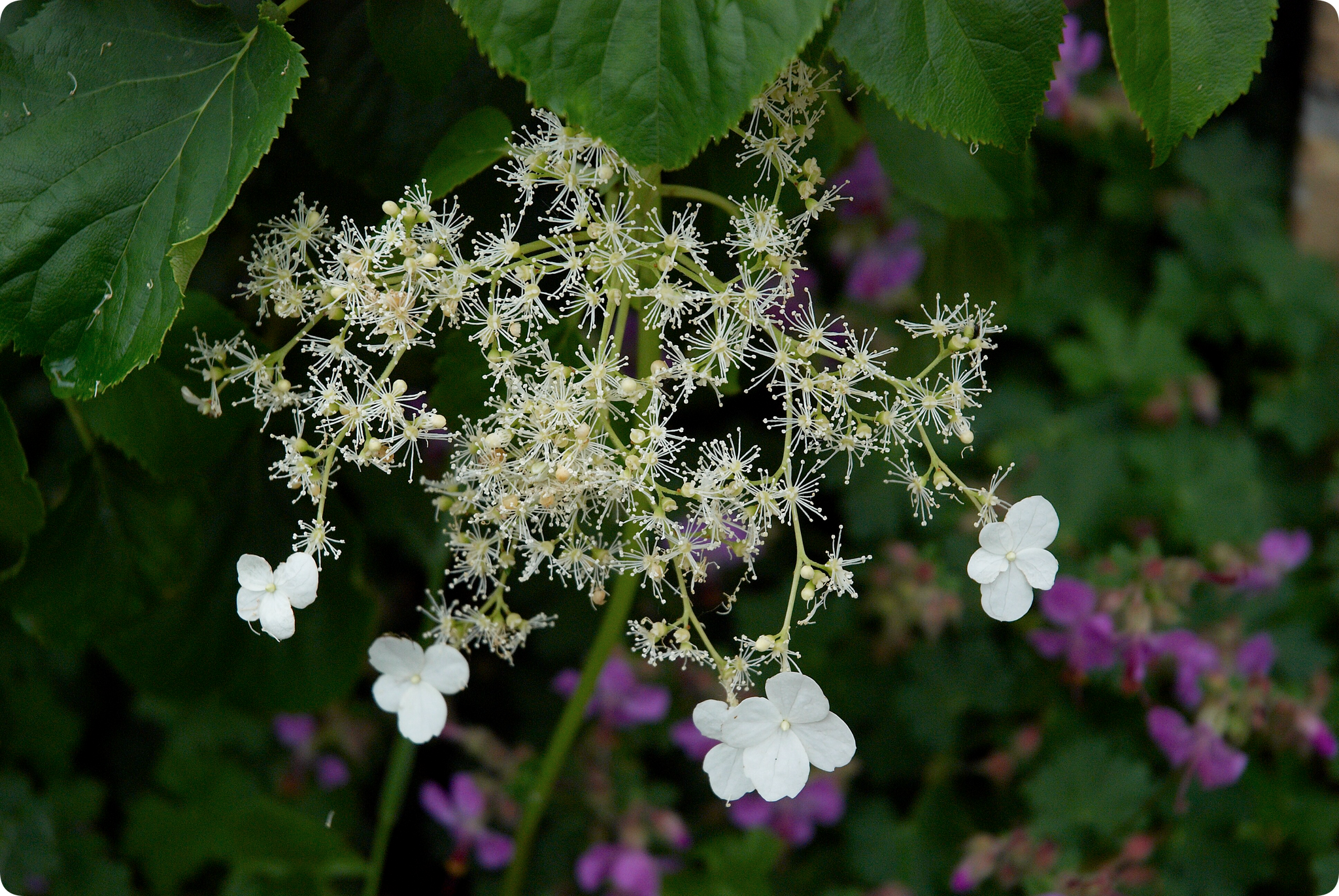 Hydrangea petiolate variety Cordifolia - My, Garden, Gardening, Plants, Garden, Longpost