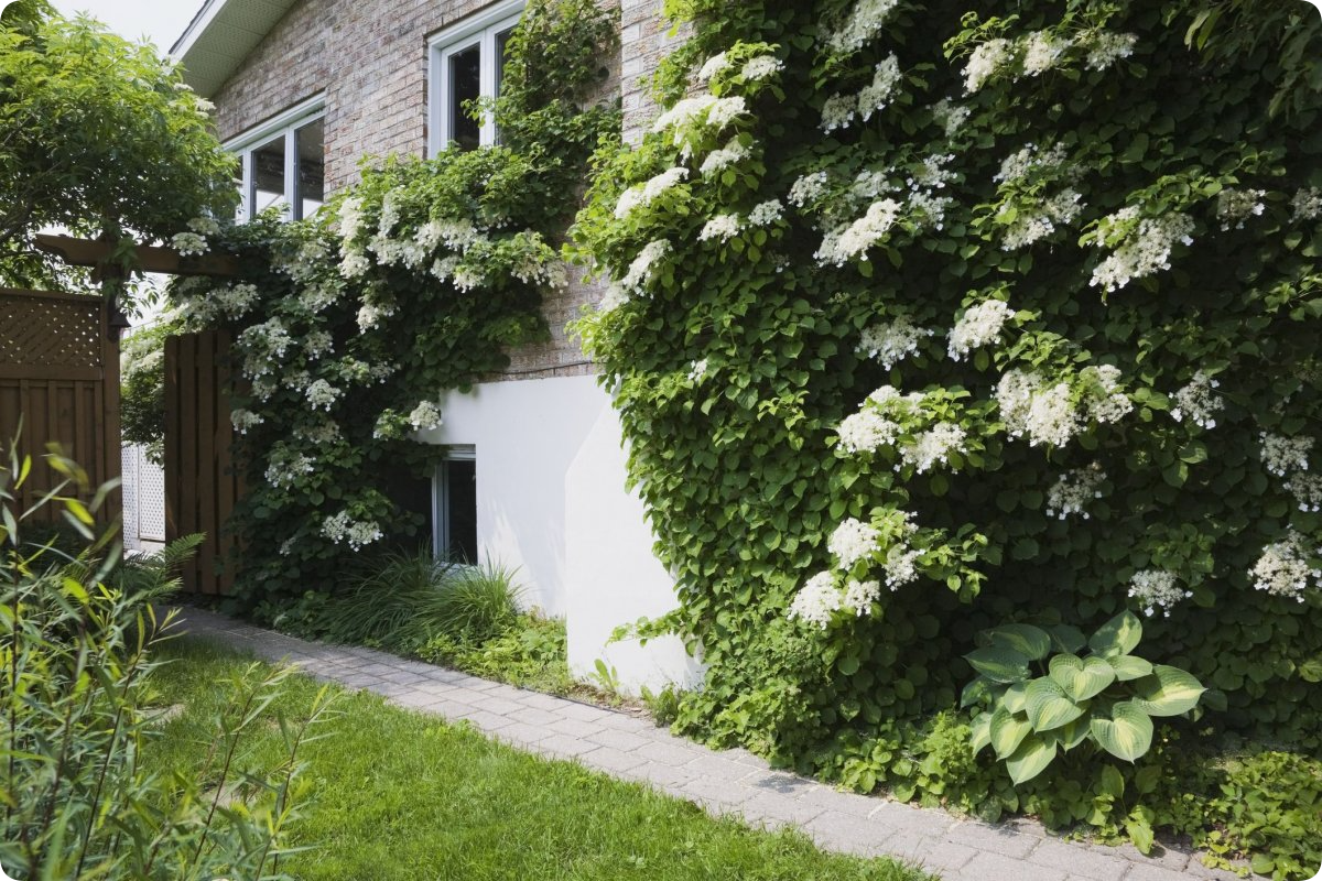 Hydrangea petiolate variety Cordifolia - My, Garden, Gardening, Plants, Garden, Longpost