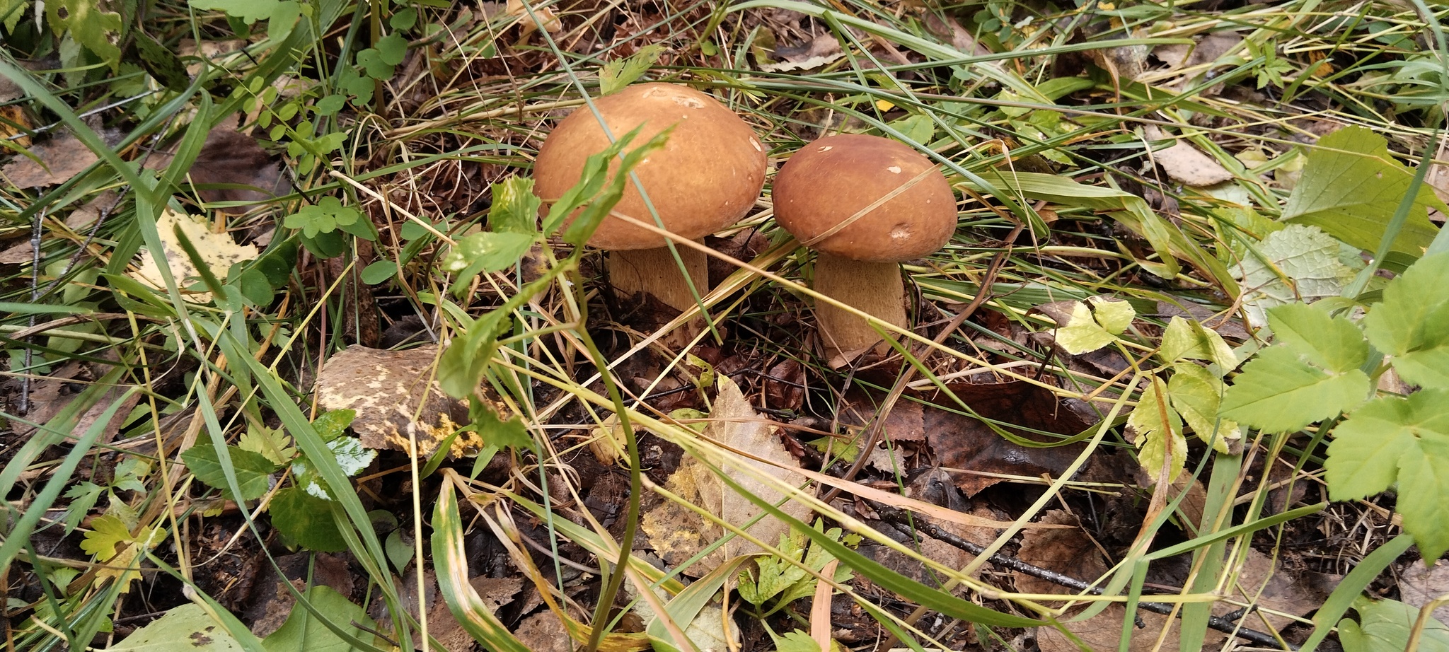 Mushrooming - My, Images, Mushrooms, Forest, Leisure, The nature of Russia, Longpost