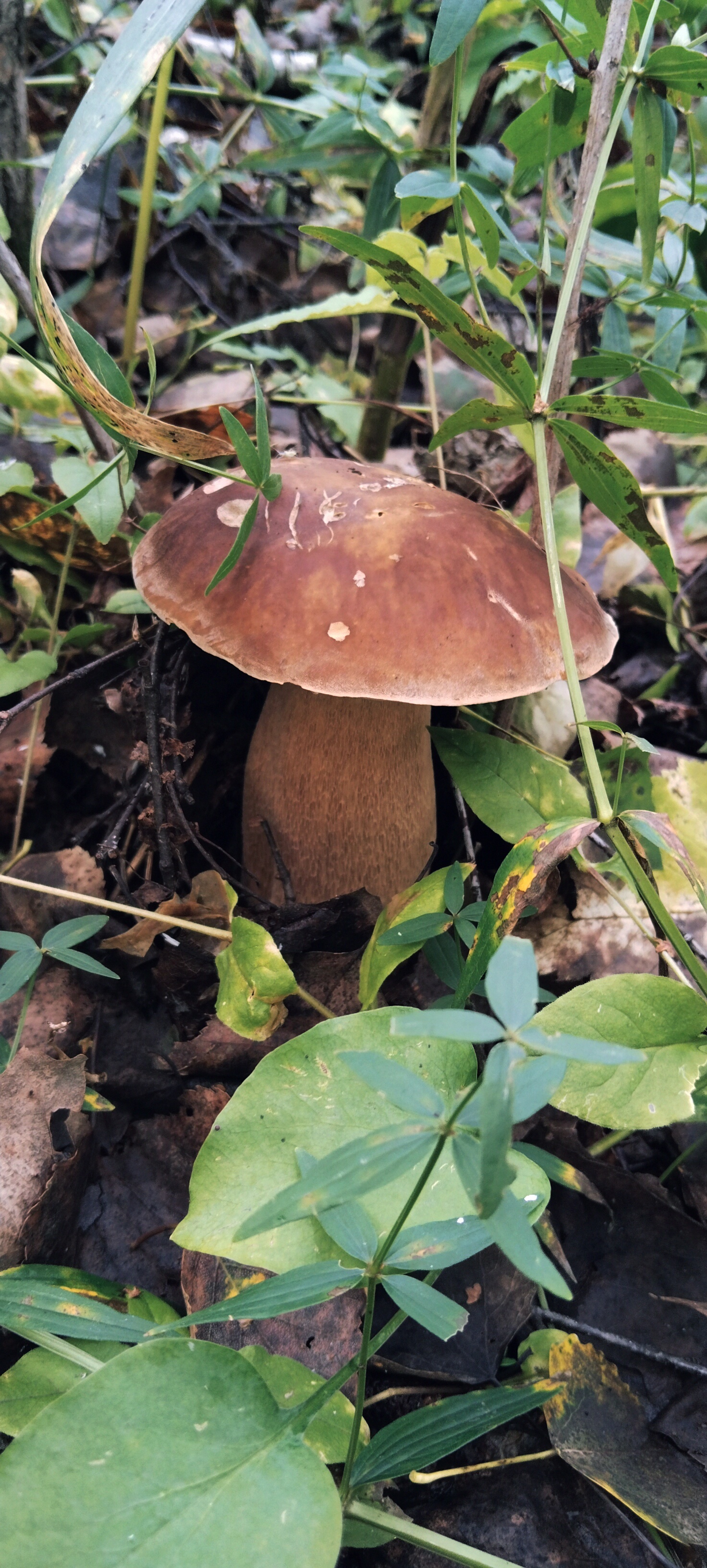 Mushrooming - My, Images, Mushrooms, Forest, Leisure, The nature of Russia, Longpost