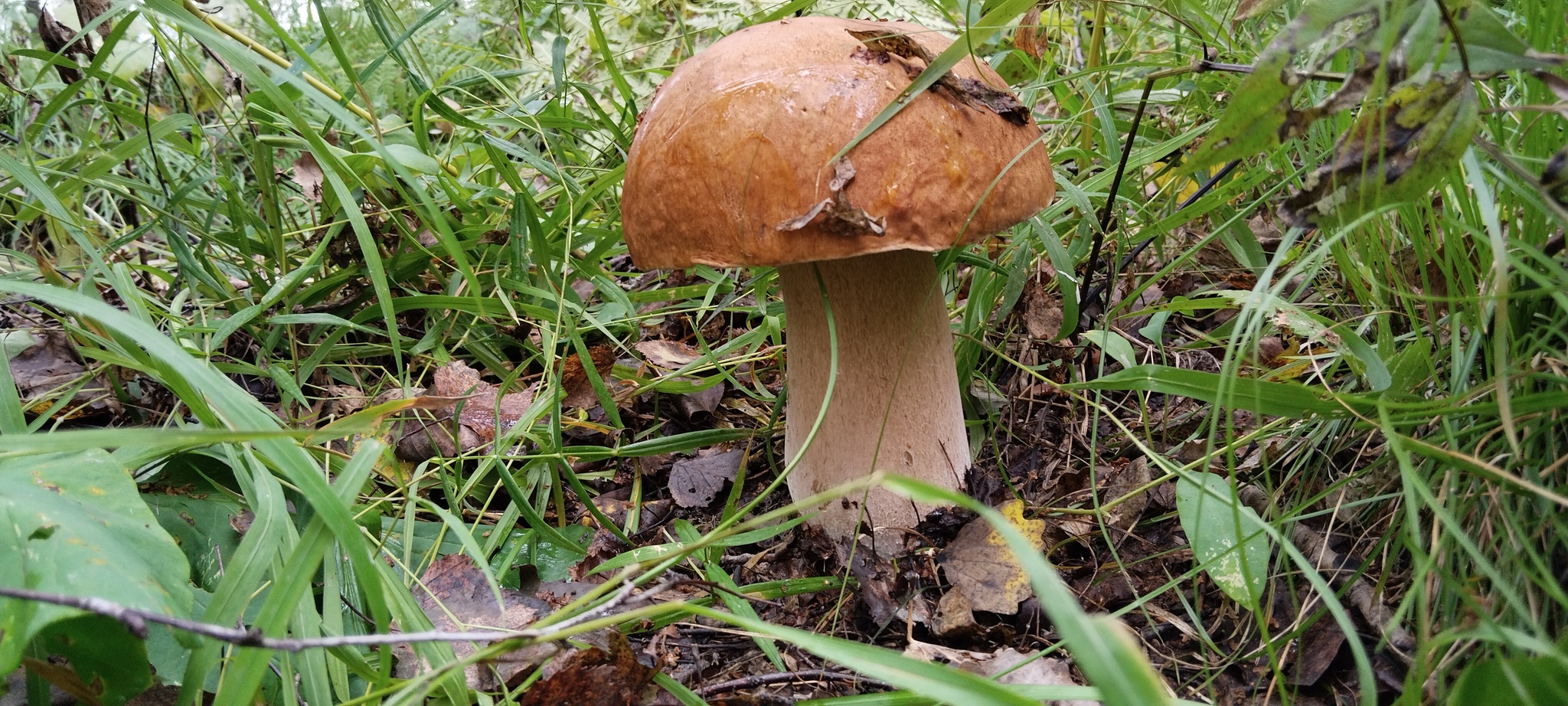 Mushrooming - My, Images, Mushrooms, Forest, Leisure, The nature of Russia, Longpost