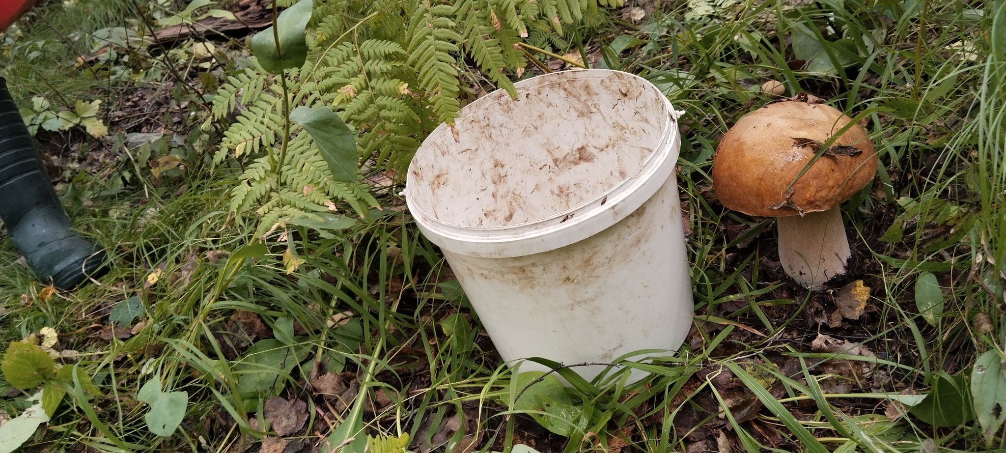 Mushrooming - My, Images, Mushrooms, Forest, Leisure, The nature of Russia, Longpost