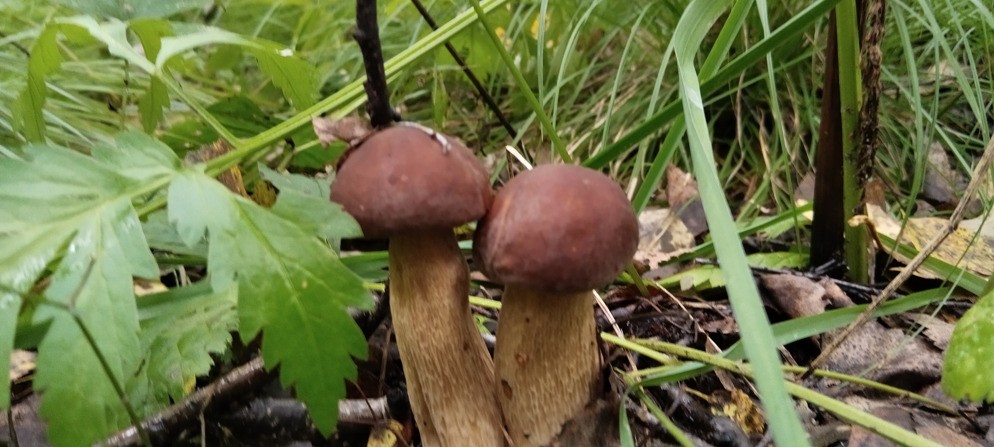 Mushrooming - My, Images, Mushrooms, Forest, Leisure, The nature of Russia, Longpost