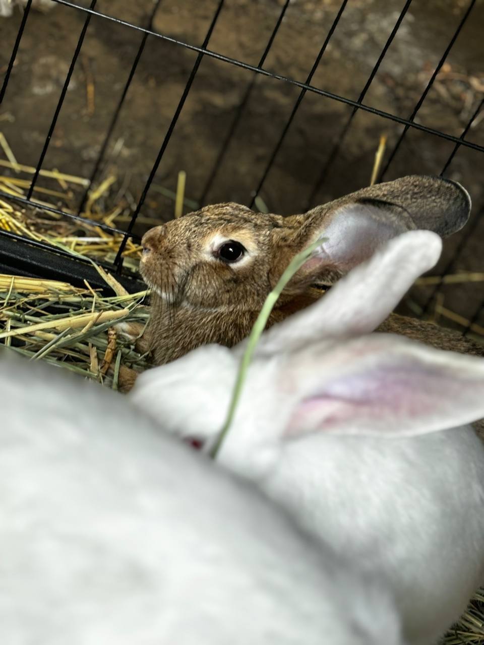 Rabbits - My, Rabbit, Village, Rabbit breeding, Animals, Livestock breeding, iPhone, Longpost