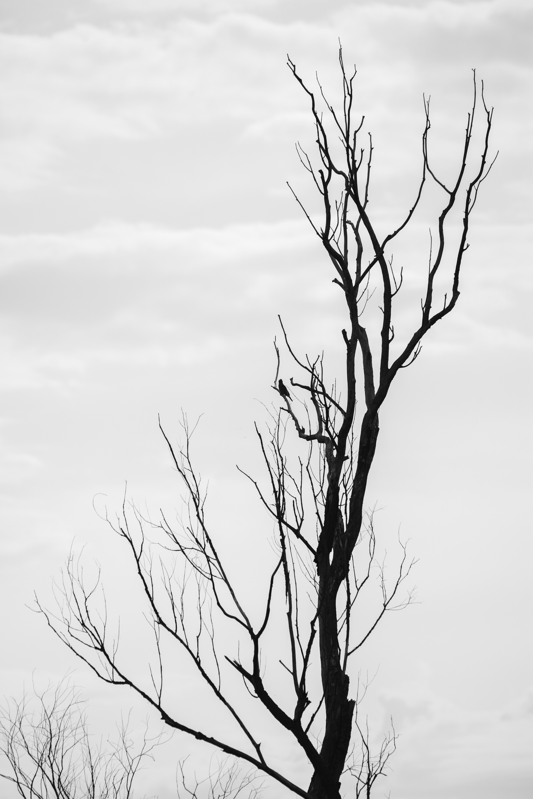 B&W and nature - My, Black and white photo, Volgograd region, Nature, Longpost