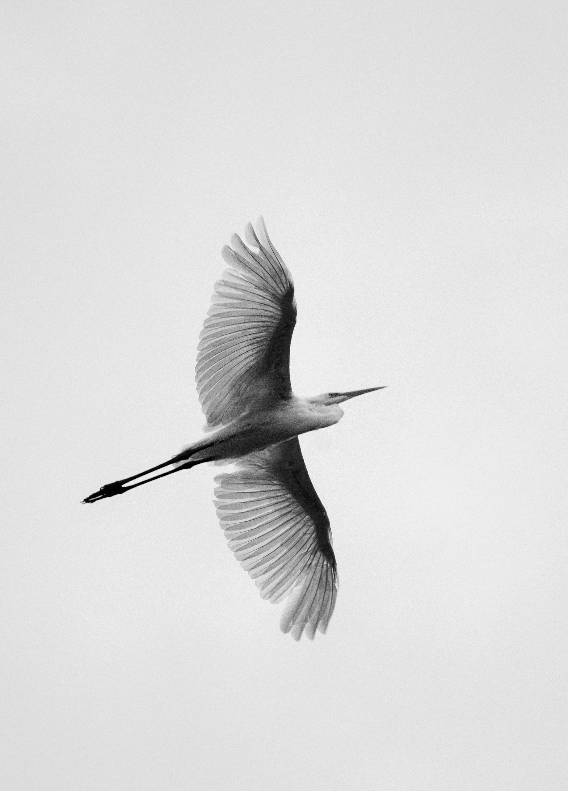 B&W and nature - My, Black and white photo, Volgograd region, Nature, Longpost