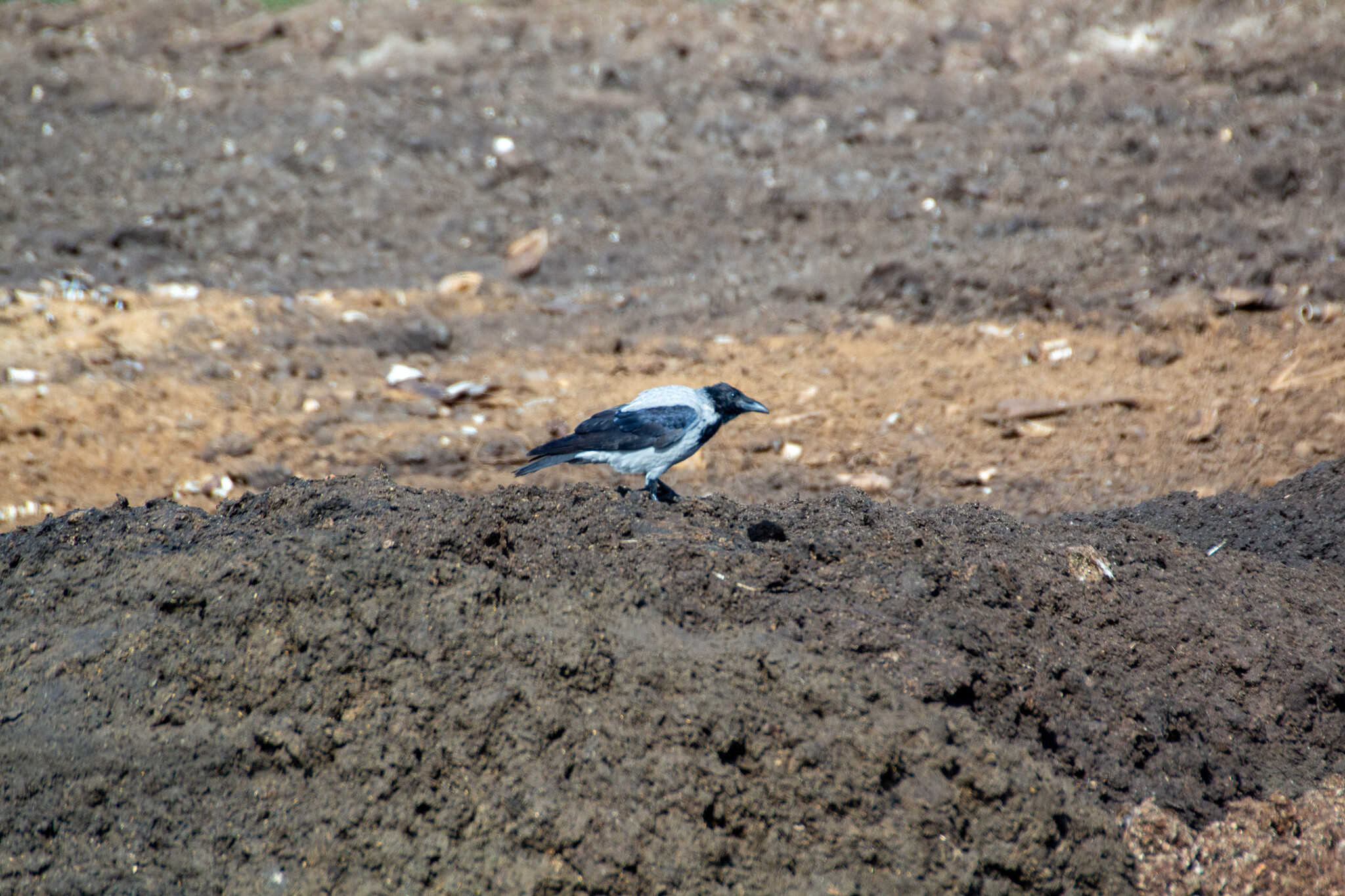 The last day of summer - My, Izhevsk, Photo hunting, Nature, Birds, Ornithology, Bird watching, Ornithology League, The nature of Russia, Predator birds, Longpost