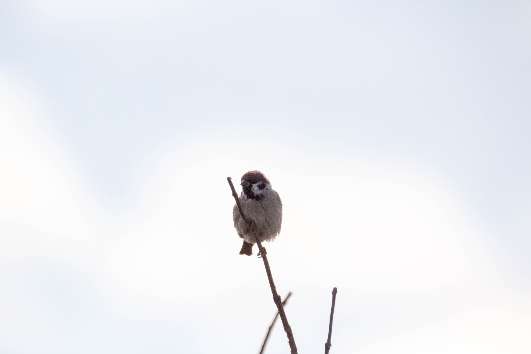 The last day of summer - My, Izhevsk, Photo hunting, Nature, Birds, Ornithology, Bird watching, Ornithology League, The nature of Russia, Predator birds, Longpost