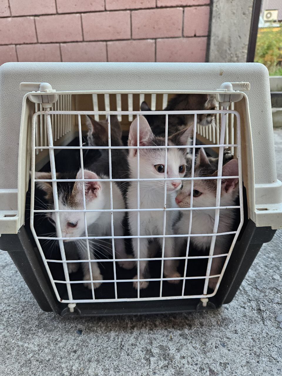 HOORAY! The cat shelter has moved! - Kittens, cat, Homeless animals, No rating, Helping animals, Crazy Cat Girl, Gang, Epilepsy, Animal Rescue, In good hands, Animal shelter, The strength of the Peekaboo, Care and maintenance, Lodging, Everyday life, Zamkadye, Relocation, Kindness, Video, Vertical video, Longpost