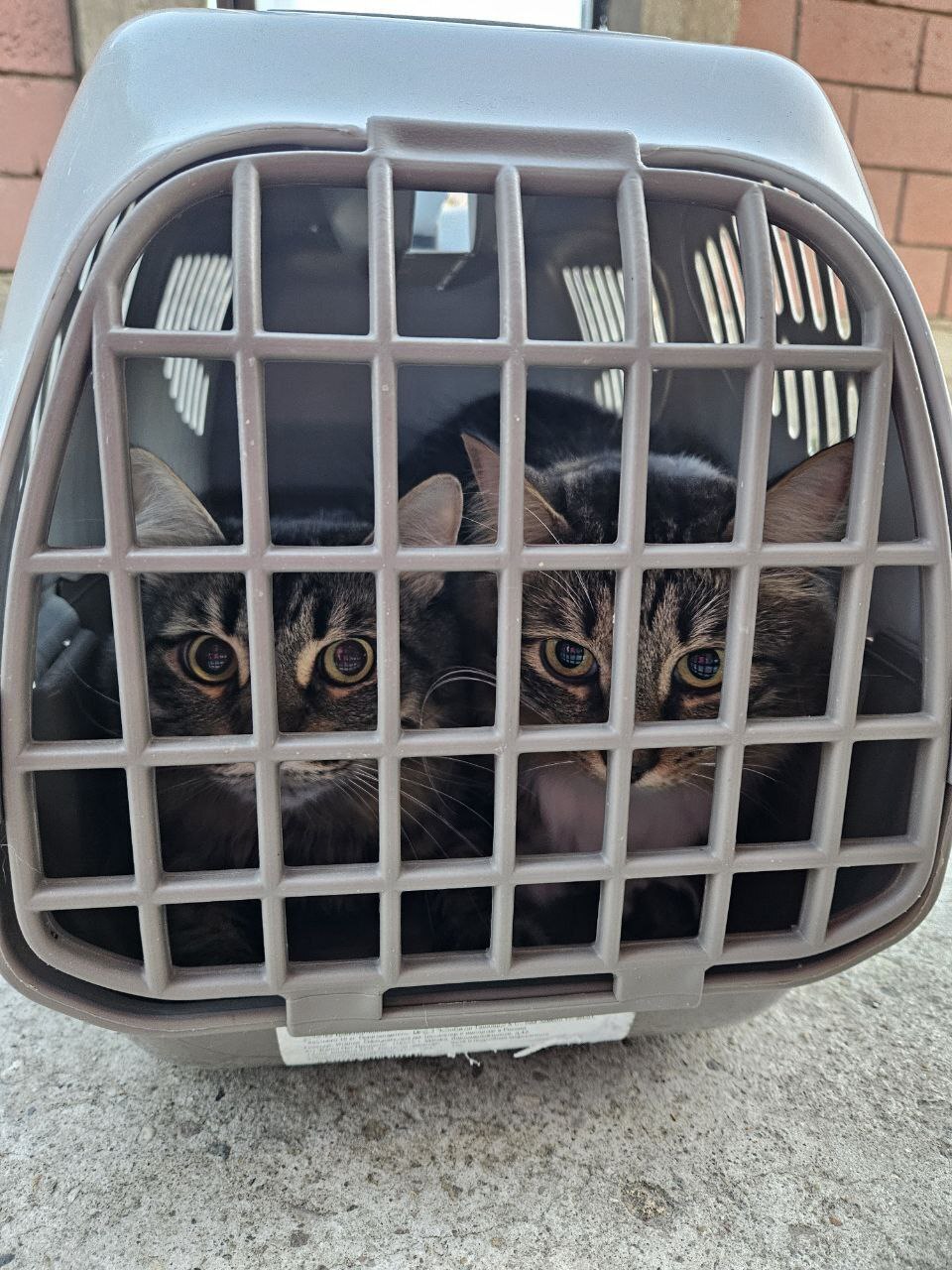 HOORAY! The cat shelter has moved! - Kittens, cat, Homeless animals, No rating, Helping animals, Crazy Cat Girl, Gang, Epilepsy, Animal Rescue, In good hands, Animal shelter, The strength of the Peekaboo, Care and maintenance, Lodging, Everyday life, Zamkadye, Relocation, Kindness, Video, Vertical video, Longpost