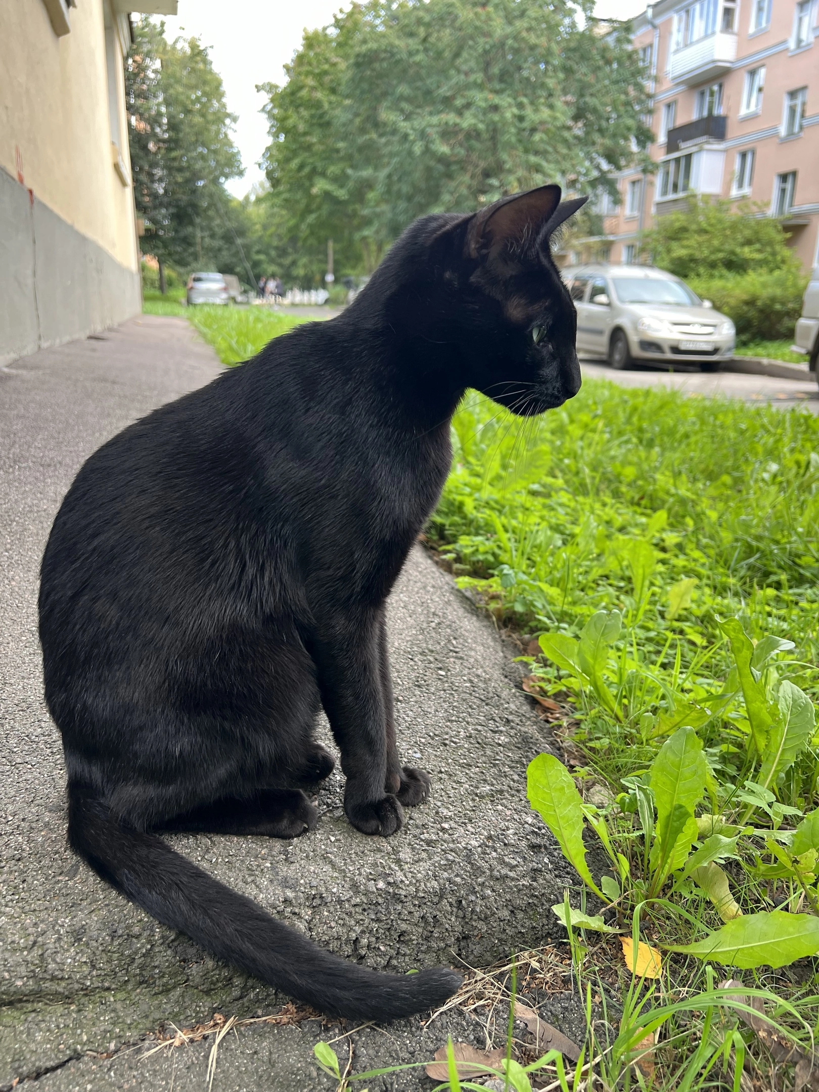 Помогаем. Кот, фенотип ориентала, ищем хозяев, которые знают эту породу. СКОРО ЗИМА - Моё, Санкт-Петербург, Кот, Помощь животным, В добрые руки, Ленинградская область, Без рейтинга, Длиннопост