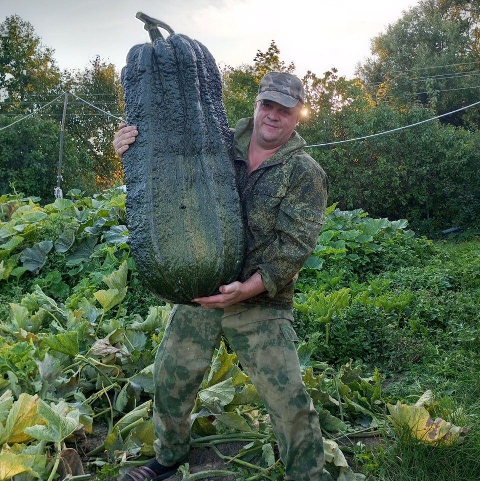 A resident of the Moscow region has grown a huge 50-kilogram zucchini. The man has been growing giant pumpkins for 7 years, and now he has taken up zucchini - Zucchini, Plants, Сельское хозяйство, The photo, Growing, Nature, Giants