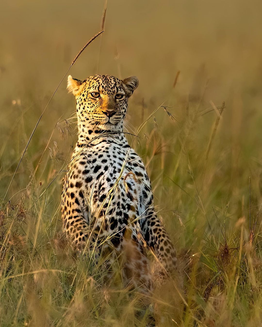 Rack - Leopard, Big cats, Cat family, Predatory animals, Wild animals, wildlife, Reserves and sanctuaries, Masai Mara, Africa, The photo