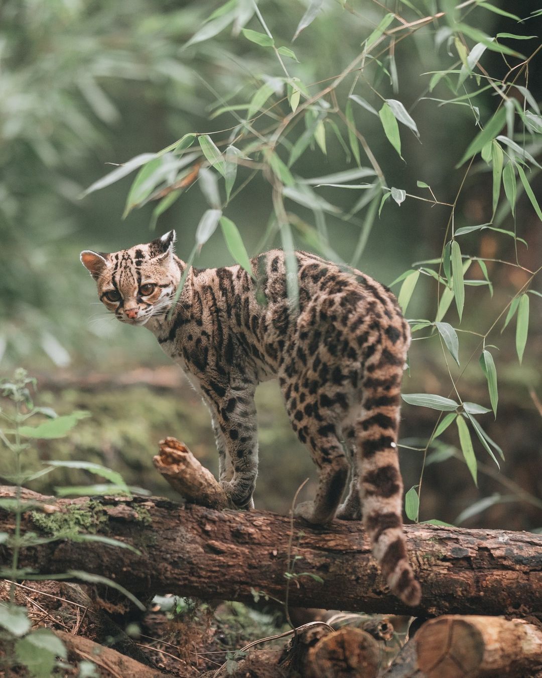 Long-tailed cat - Margay, Small cats, Cat family, Predatory animals, Wild animals, Zoo, The photo