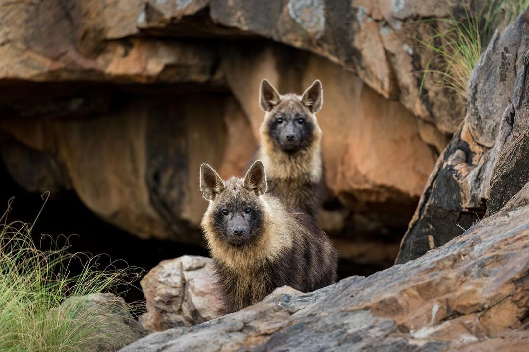 Brown hyenas - Brown hyena, Hyena, Predatory animals, Wild animals, wildlife, Reserves and sanctuaries, South Africa, The photo