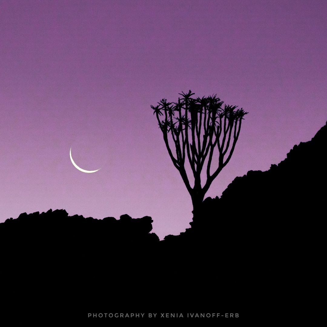 The moon is shining - Tree, Plants, Quiver tree, moon, wildlife, South Africa, The photo, Night shooting