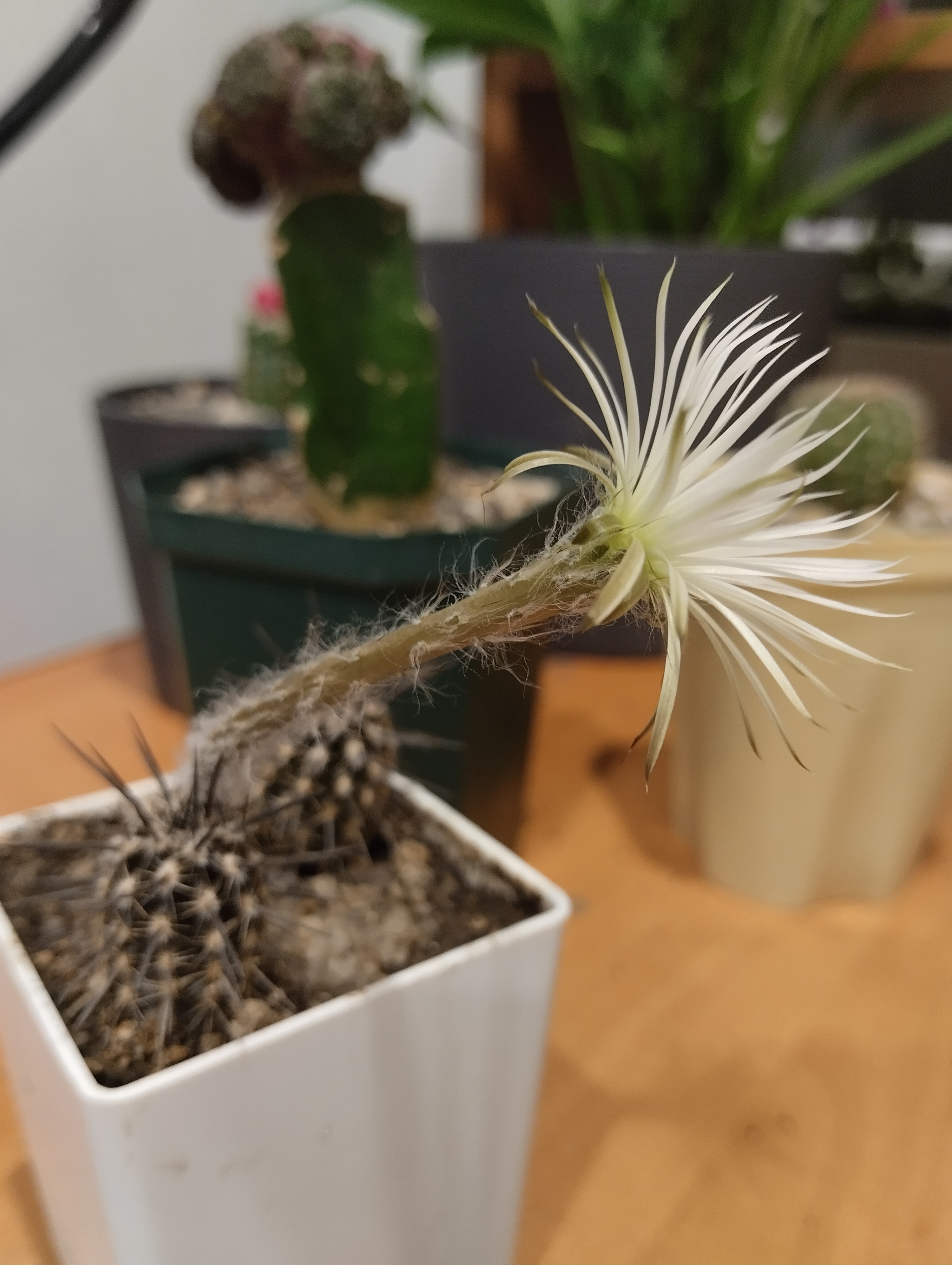 The little one is blooming - My, Cactus, Houseplants, Plants, Bloom, Hobby, Blooming cacti, Succulents, Flowers, Macro photography, Longpost