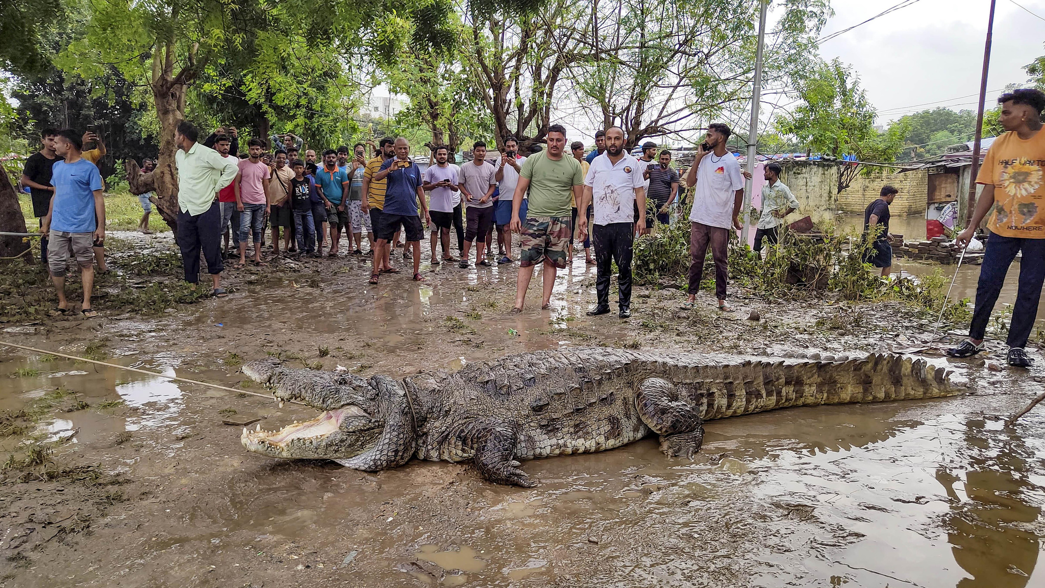 There was a big crocodile walking down the street. - Crocodiles, India, Reptiles, Dangerous animals, Disaster, Life safety, Flood, Shower, Wild animals, Around the world