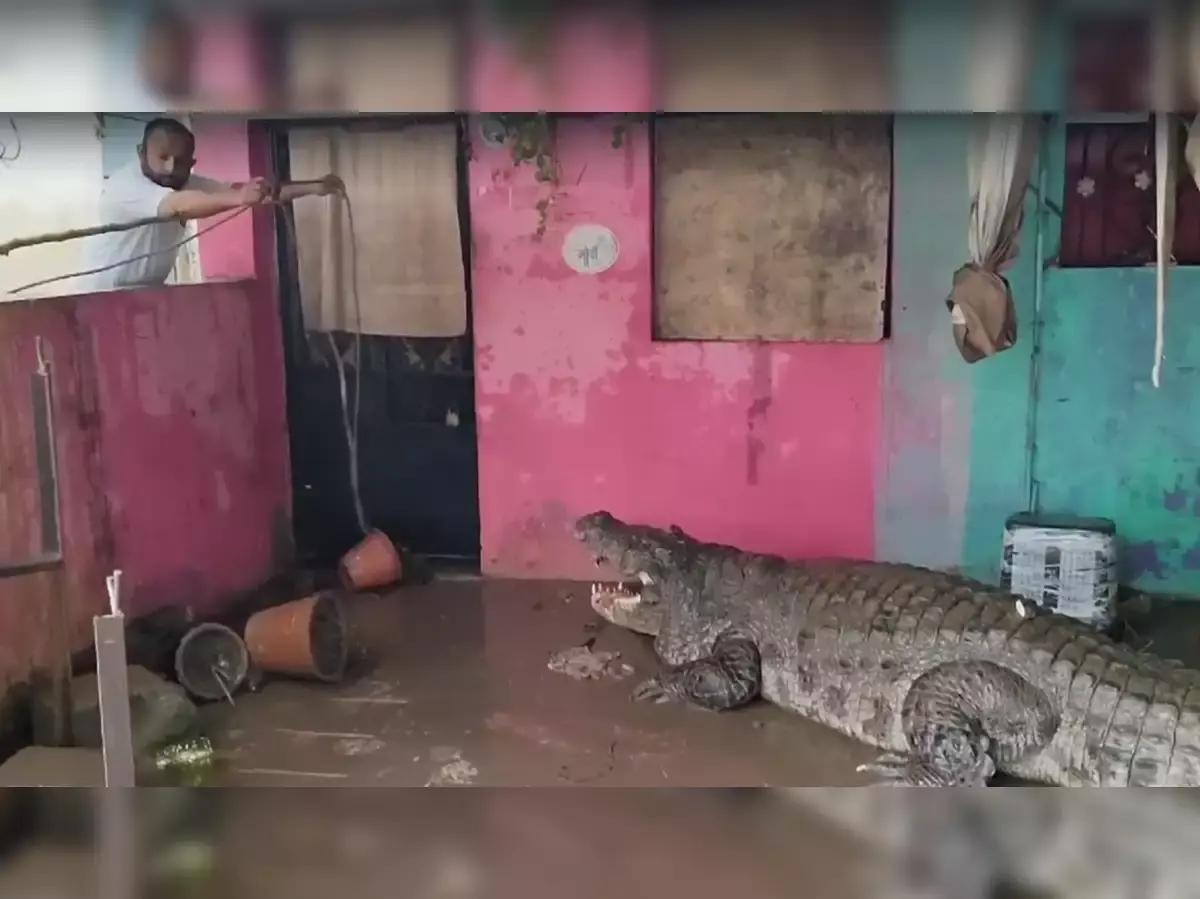 There was a big crocodile walking down the street. - Crocodiles, India, Reptiles, Dangerous animals, Disaster, Life safety, Flood, Shower, Wild animals, Around the world