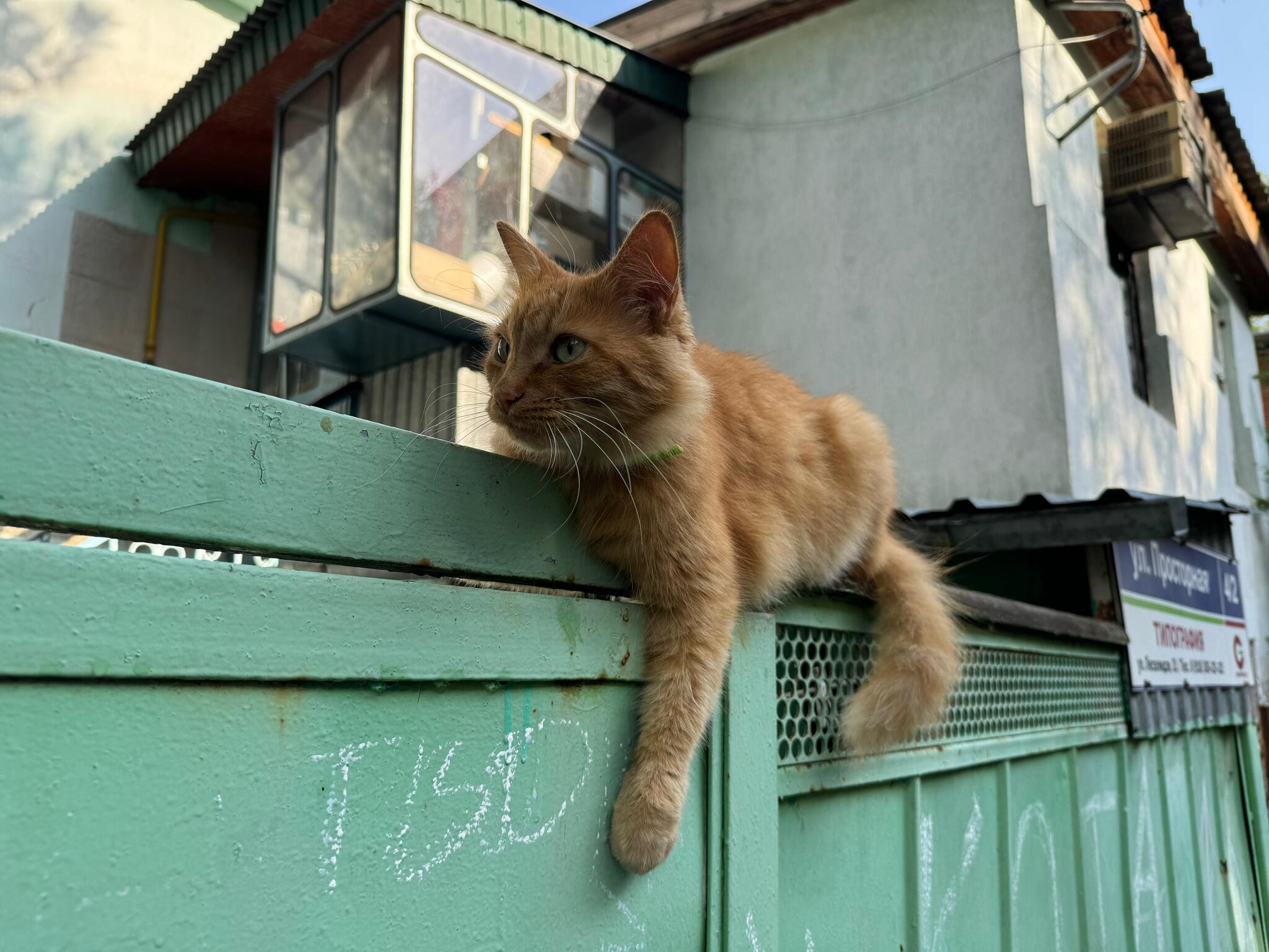 Да что вы понимаете в удобстве - Моё, Кот, Рыжие, Удобство, Милота, Пушистые, Погладь кота, Коты это жидкость, Уличная фотография