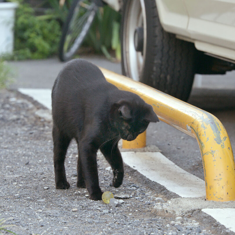 Cat and balloon - cat, Black cat, Humor, Longpost, Street photography