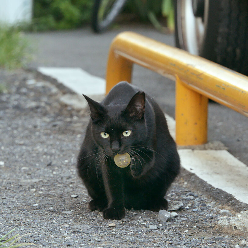 Cat and balloon - cat, Black cat, Humor, Longpost, Street photography