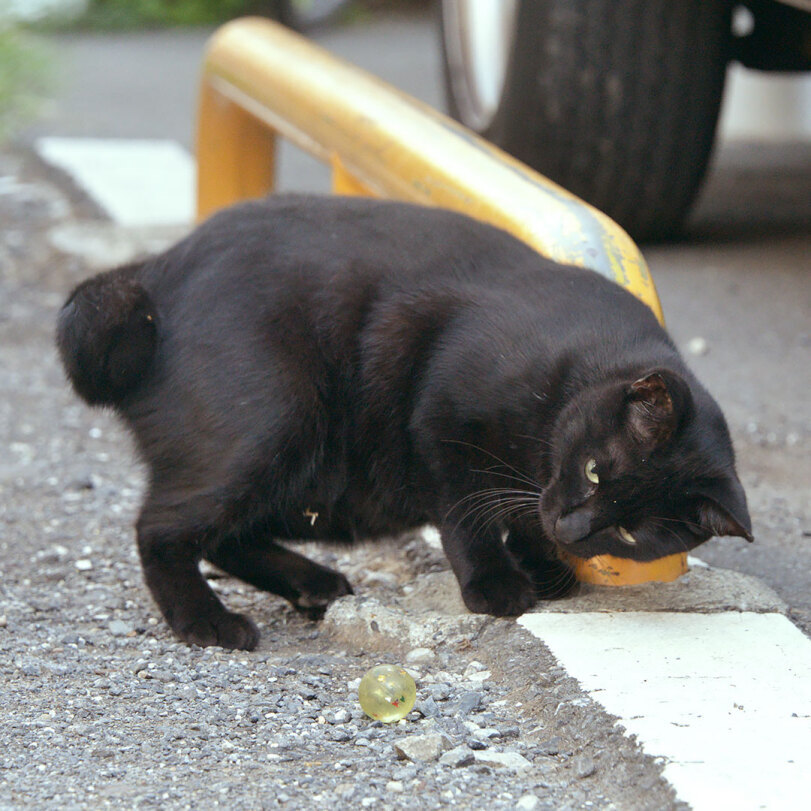 Cat and balloon - cat, Black cat, Humor, Longpost, Street photography