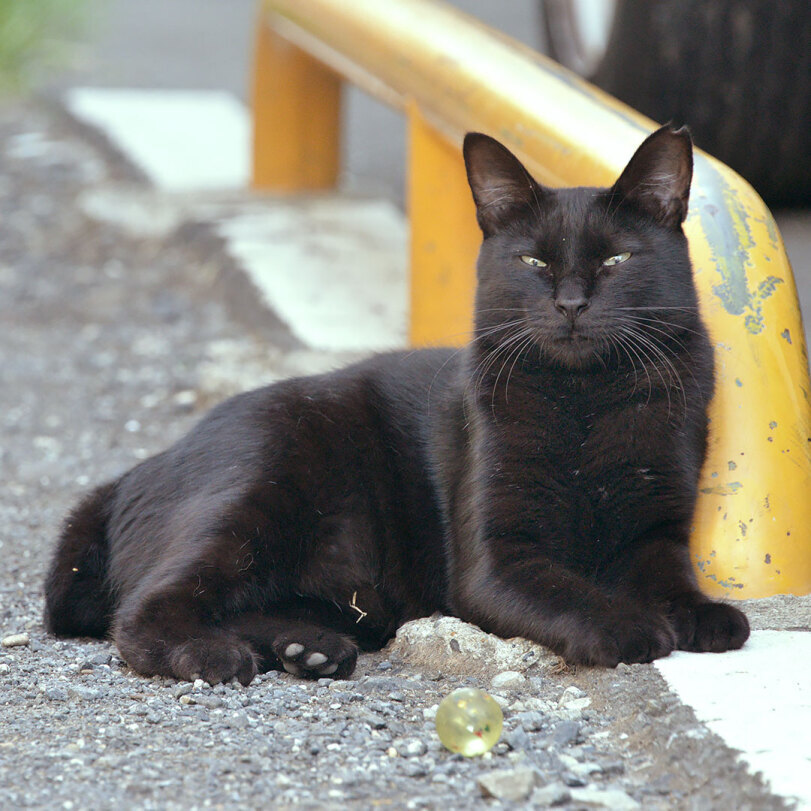 Cat and balloon - cat, Black cat, Humor, Longpost, Street photography