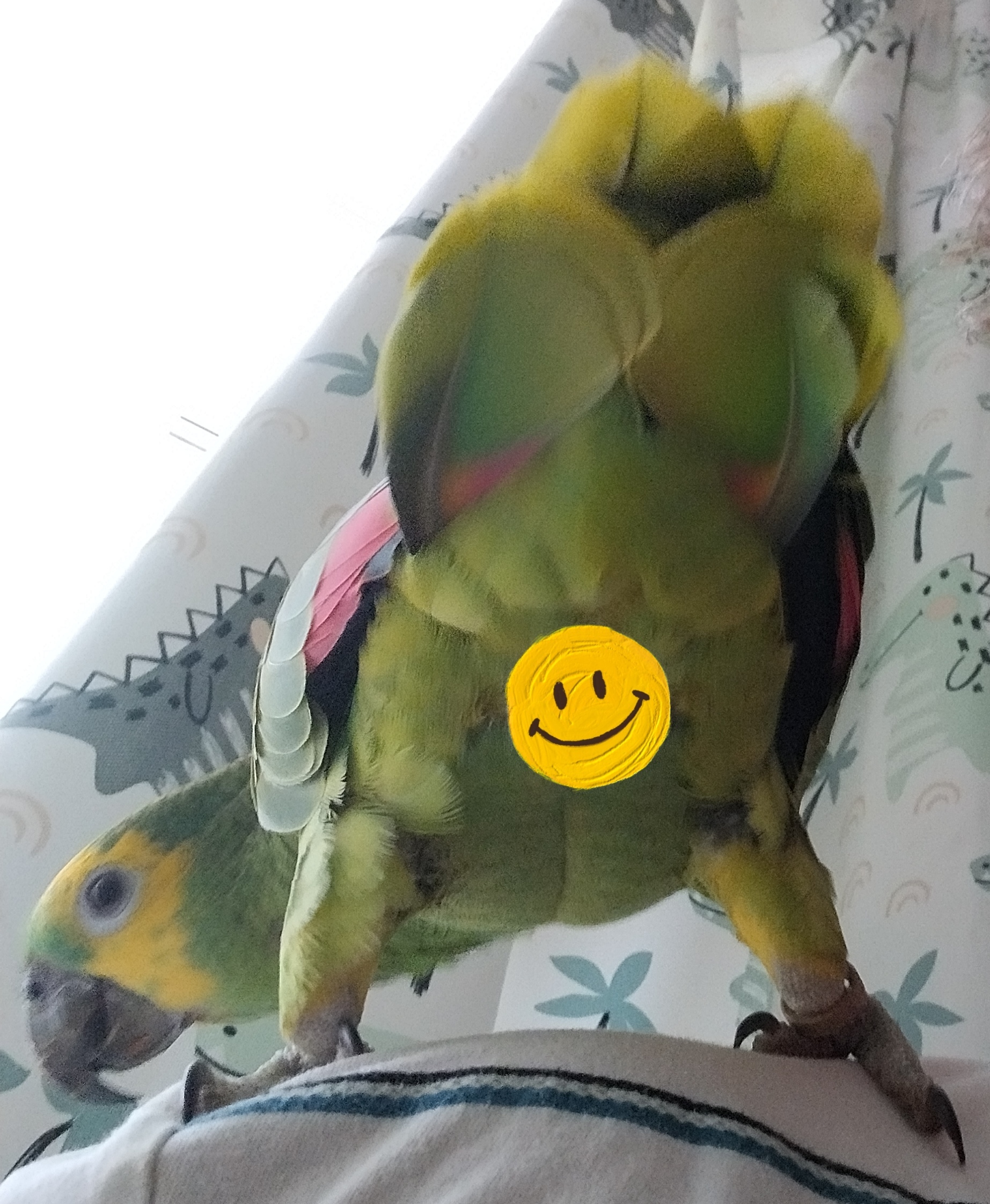 Hahahahaha - My, A parrot, Milota, Humor