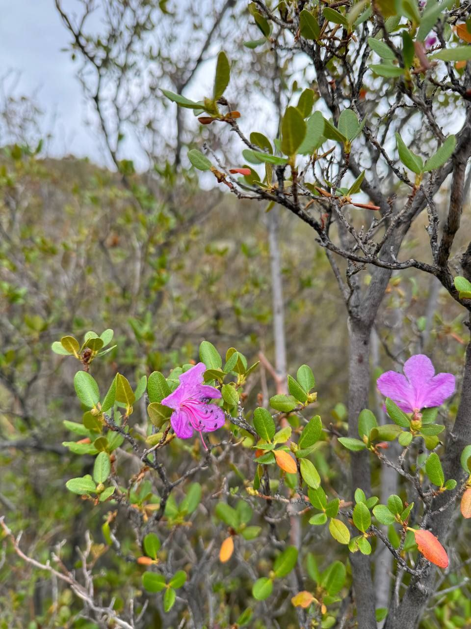 Autumn flowering of maralnik - Maralnik, Rhododendron, Bloom, Bush, beauty, Plants, wildlife, Sailyugem National Park, Altai Republic, Telegram (link), Longpost