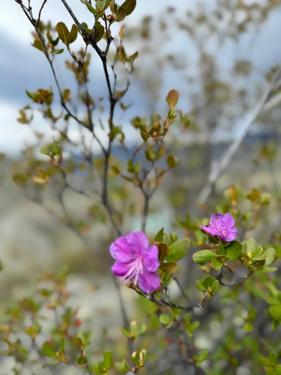 Autumn flowering of maralnik - Maralnik, Rhododendron, Bloom, Bush, beauty, Plants, wildlife, Sailyugem National Park, Altai Republic, Telegram (link), Longpost