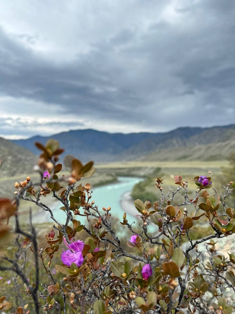 Autumn flowering of maralnik - Maralnik, Rhododendron, Bloom, Bush, beauty, Plants, wildlife, Sailyugem National Park, Altai Republic, Telegram (link), Longpost