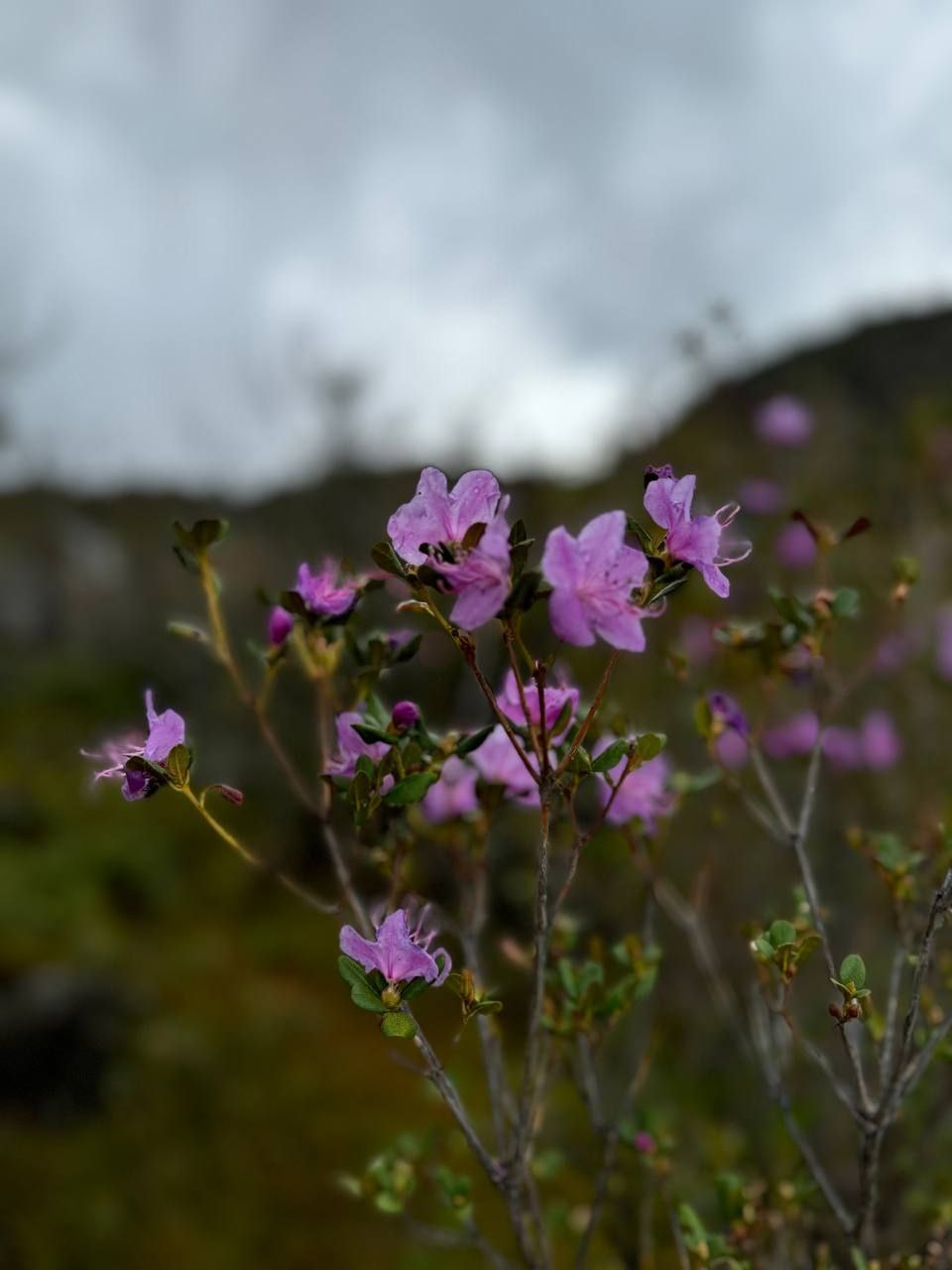 Autumn flowering of maralnik - Maralnik, Rhododendron, Bloom, Bush, beauty, Plants, wildlife, Sailyugem National Park, Altai Republic, Telegram (link), Longpost