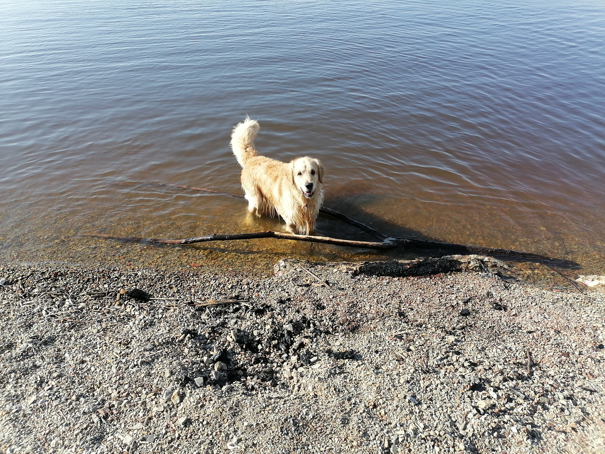 Mini Anniversary - My, Golden retriever, Dog, Anniversary, Longpost