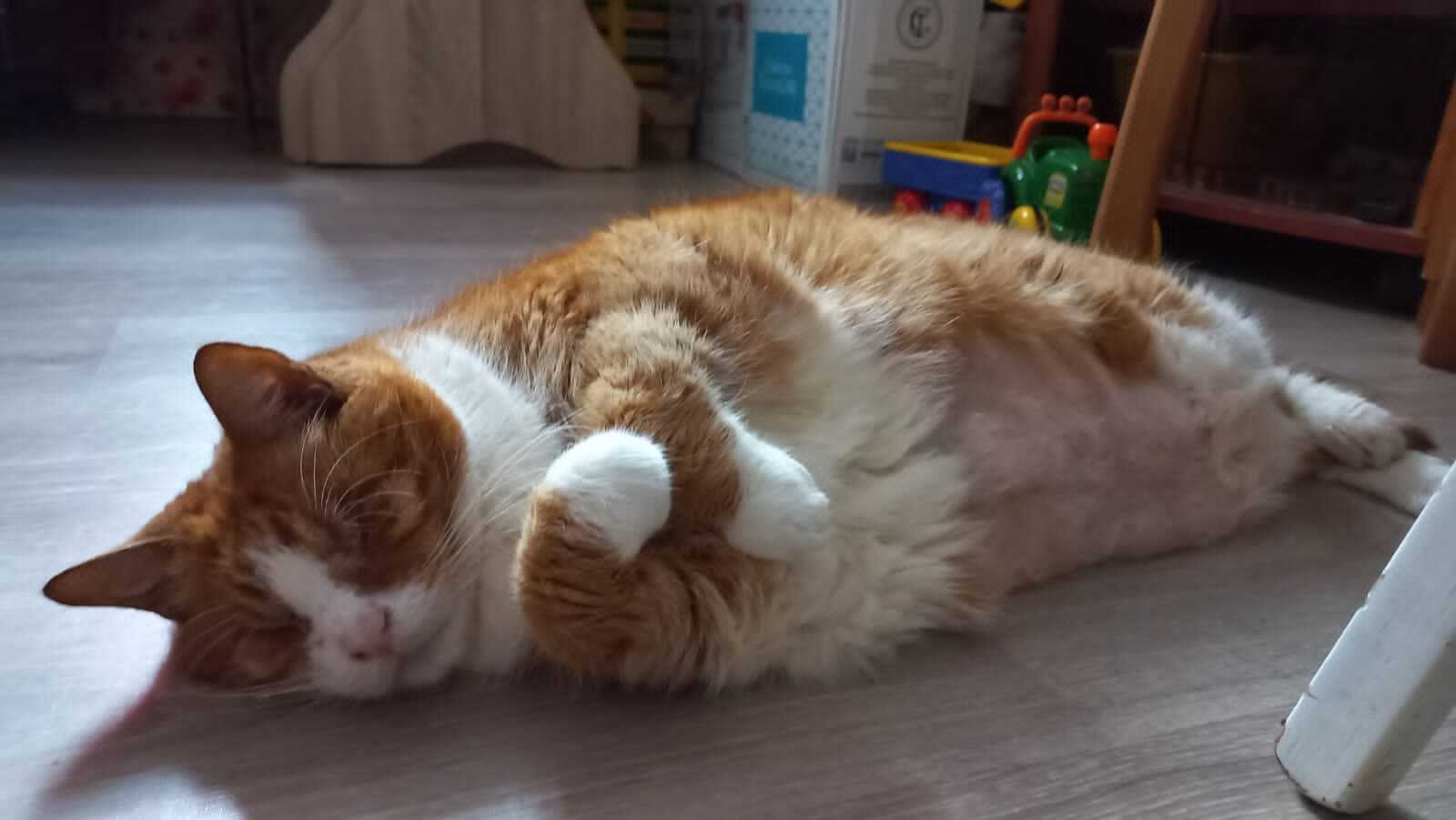 Lavryusha is sleeping - My, cat, Disabled person, Fat cats