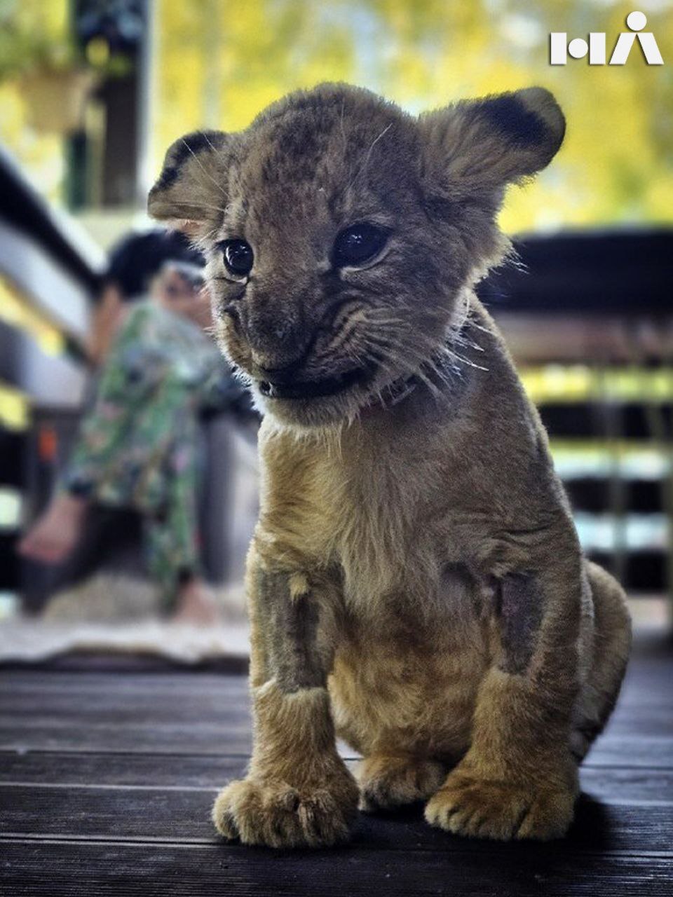 A lion cub from Moscow is being rescued in the Leningrad Region - The rescue, cat, Saint Petersburg, Homeless animals, a lion, The lion king, Big cats, Moscow, Thrown out, Overexposure, Lost, Volunteering, Shelter, Video, Vertical video, Telegram (link), Longpost