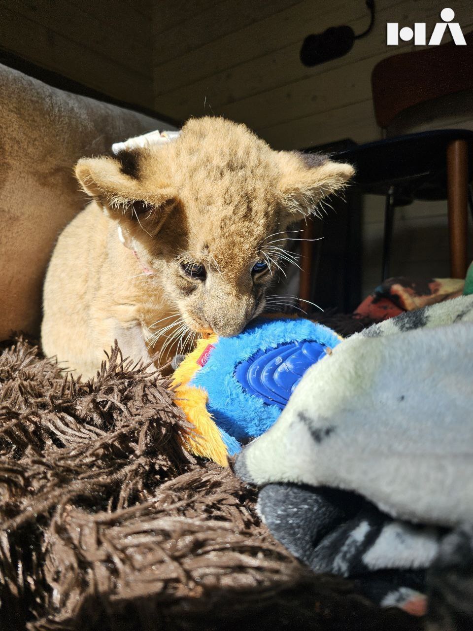 A lion cub from Moscow is being rescued in the Leningrad Region - The rescue, cat, Saint Petersburg, Homeless animals, a lion, The lion king, Big cats, Moscow, Thrown out, Overexposure, Lost, Volunteering, Shelter, Video, Vertical video, Telegram (link), Longpost