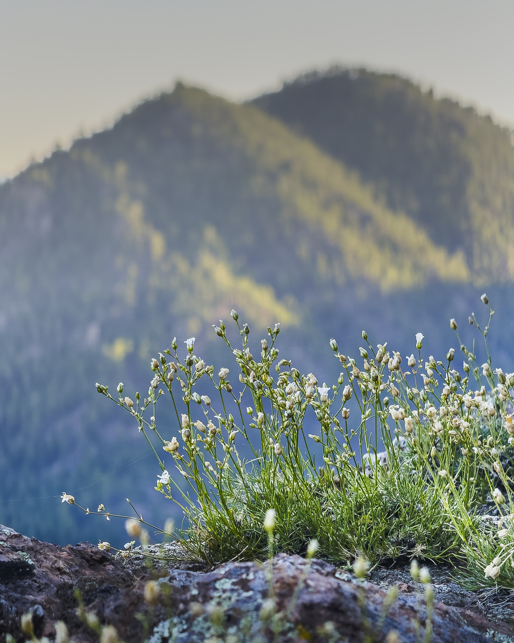 Flowers at dawn - My, Nature, The nature of Russia, Mobile photography, The photo, Wildflowers, The mountains, Landscape, Buryatia